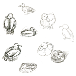 ducks!