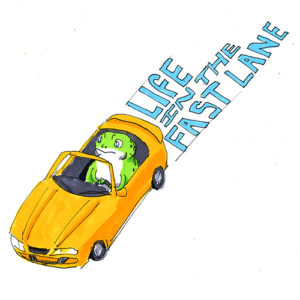 tiny frog in a tiny car