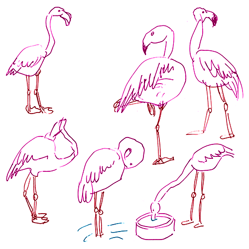 flamingo necks are so skinny you can see individual vertebrae when they move